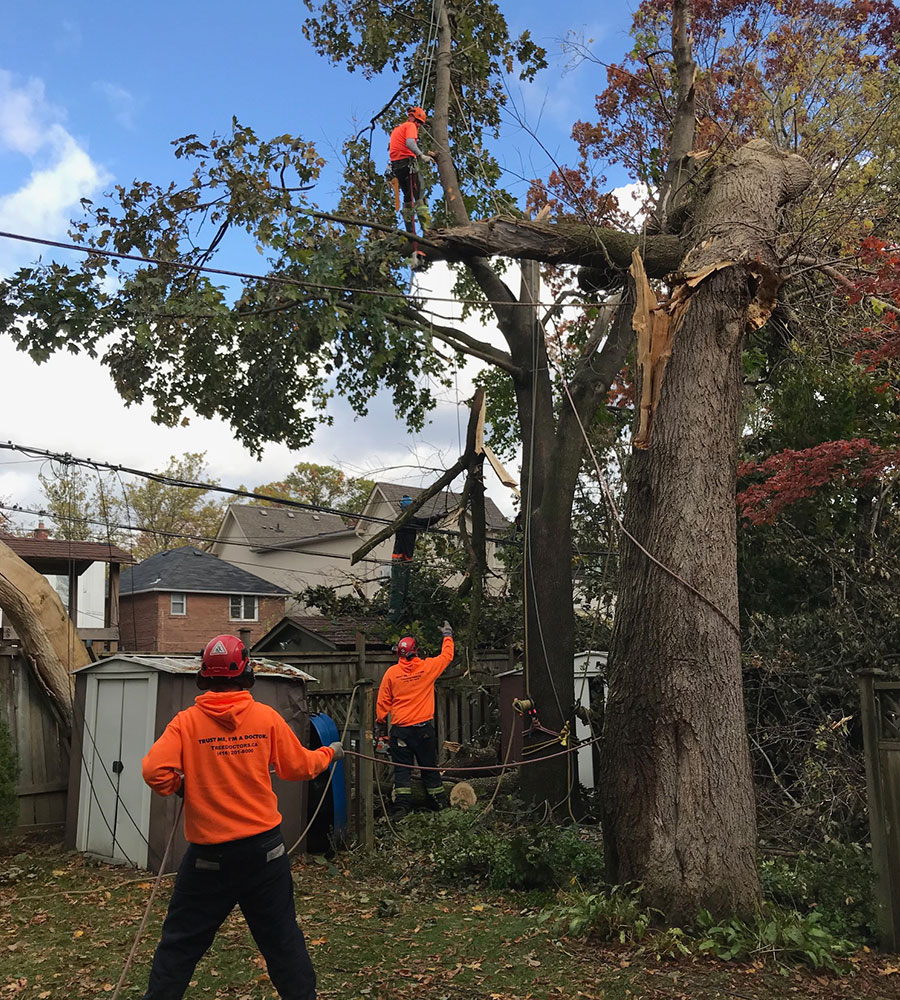 damaged tree after storm with removal crew